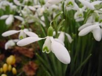 Galanthus Magnet